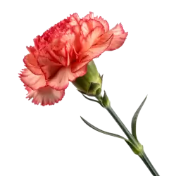 Imagen PNG para descargar